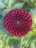 Rocco Dahlia Tuber – Pompon, Purple, 2.5–3" Blooms