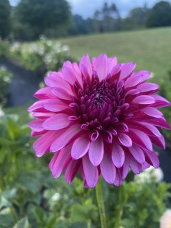 Bloomquist Pinwheel Dahlia Tuber Stellar 5" Bloom