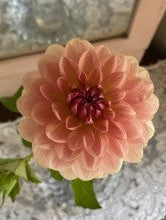 Pink flower on a textured surface with a mirror in the background