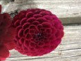 Three burgundy dahlias on a wooden surface