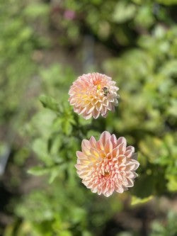 Honey Dew Dahlia Tuber – Formal Decorative Light Blend 4–5" Blooms