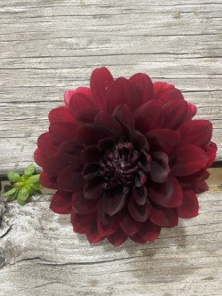 Lover Boy Dahlia Tuber – Semi-Cactus, Dark Red 6" Blooms