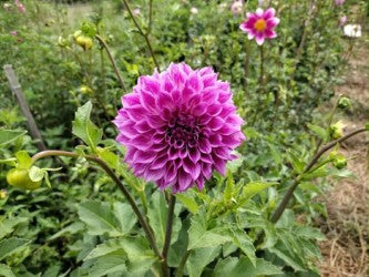 CMF Fantastique Dahlia Tuber – Formal Decorative Lavender 5" Blooms