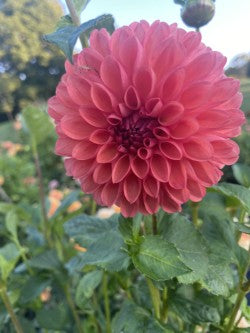 Chimacum Nadjae Dahlia Tuber Formal Decorative Dark Pink 4" Blooms