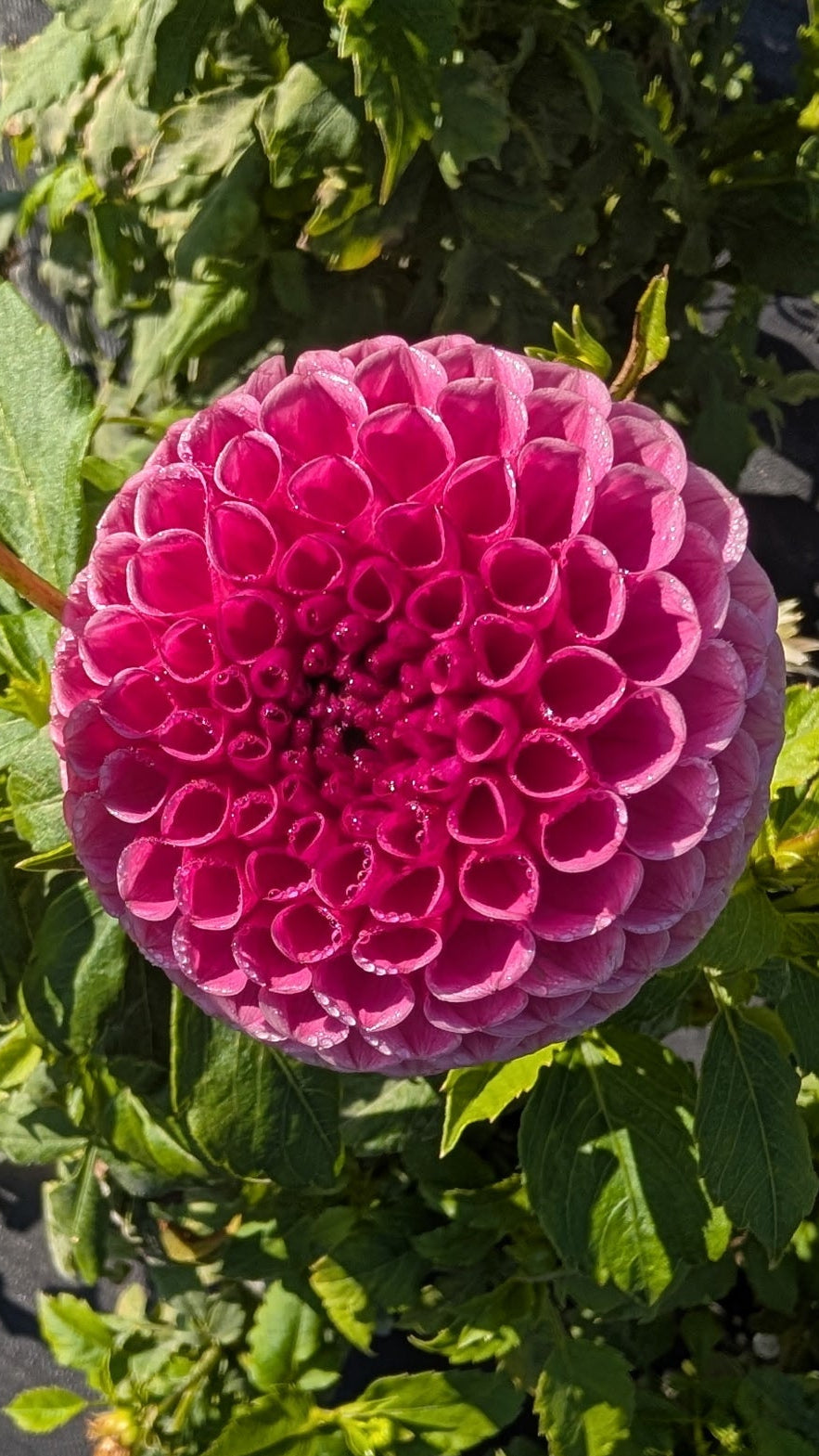 Close-up of a pink flower with green leaves on a blurred background