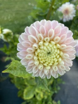 Hollyhill Pollyanna Dahlia Tuber – Miniature Ball Lavender 2.5–3" Blooms
