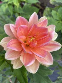 Mister Frans Dahlia Tuber – Waterlily Pink 4–5" Blooms