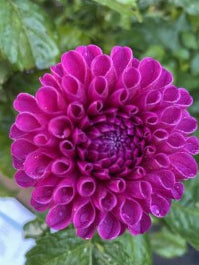 Addison June Dahlia Tuber – Ball, Purple 3–4" Blooms