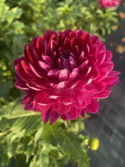 Sandia Bertha Dahlia Tuber Waterlily Purple 4–6" Blooms