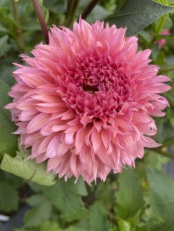 Lee’s Strawberry Fizz Dahlia Tuber – Miniature Laciniated Pink 3" Blooms