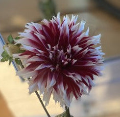 Close-up of a maroon and white flower with a blurred background
