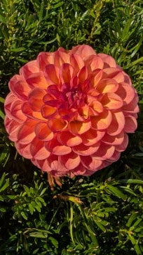 Cecil Dahlia Tuber – Miniature Formal Decorative Light Blend 3–4" Blooms