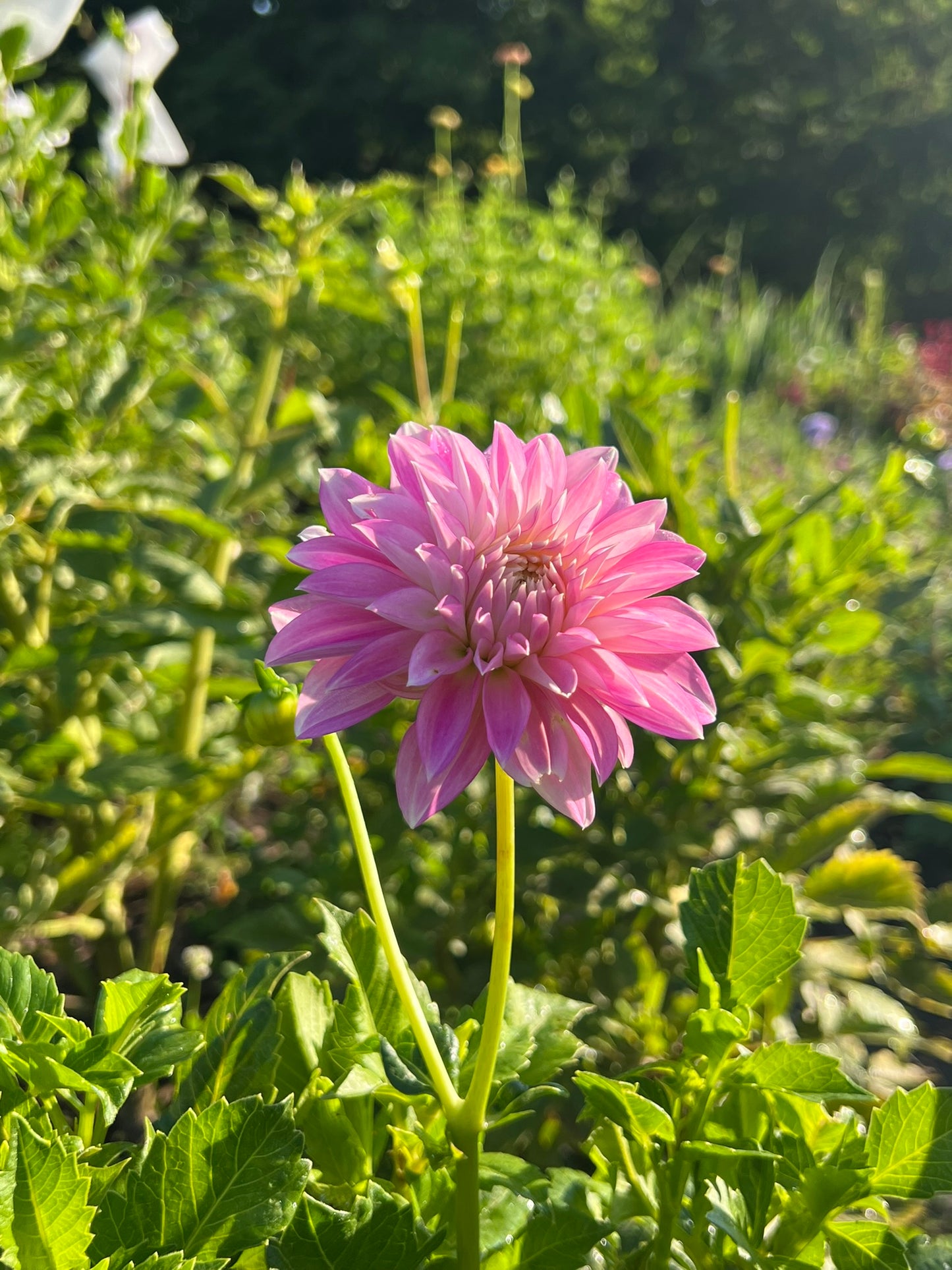 Alloway Candy Dahlia Tuber – Stellar Pink 5–6" Blooms
