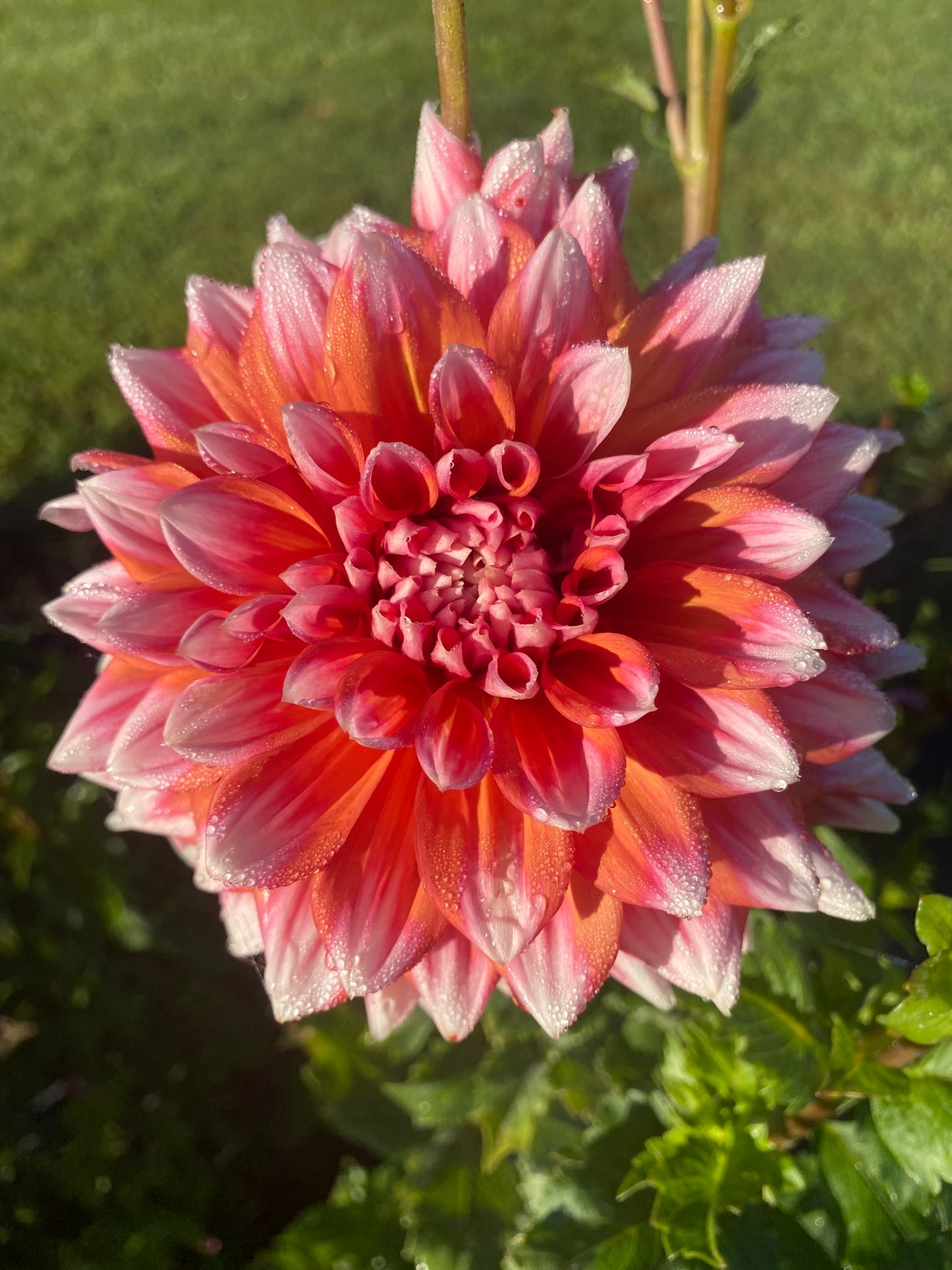 Alpen Parfait Dahlia Tuber - Creamy Blush & Pink Formal Decorative 5-6" Blooms