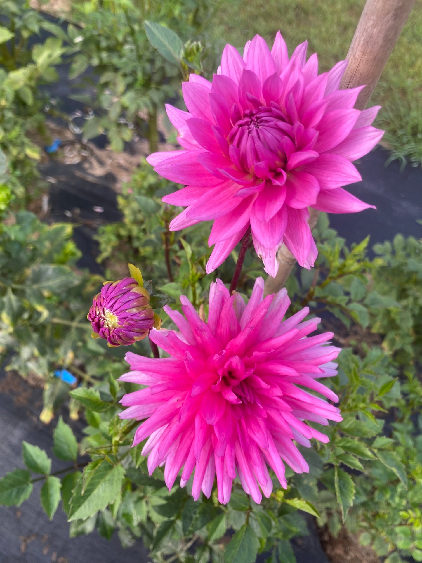 Bloomquist Laura Dahlia Tuber – Purple Informal Decorative, 5" Blooms