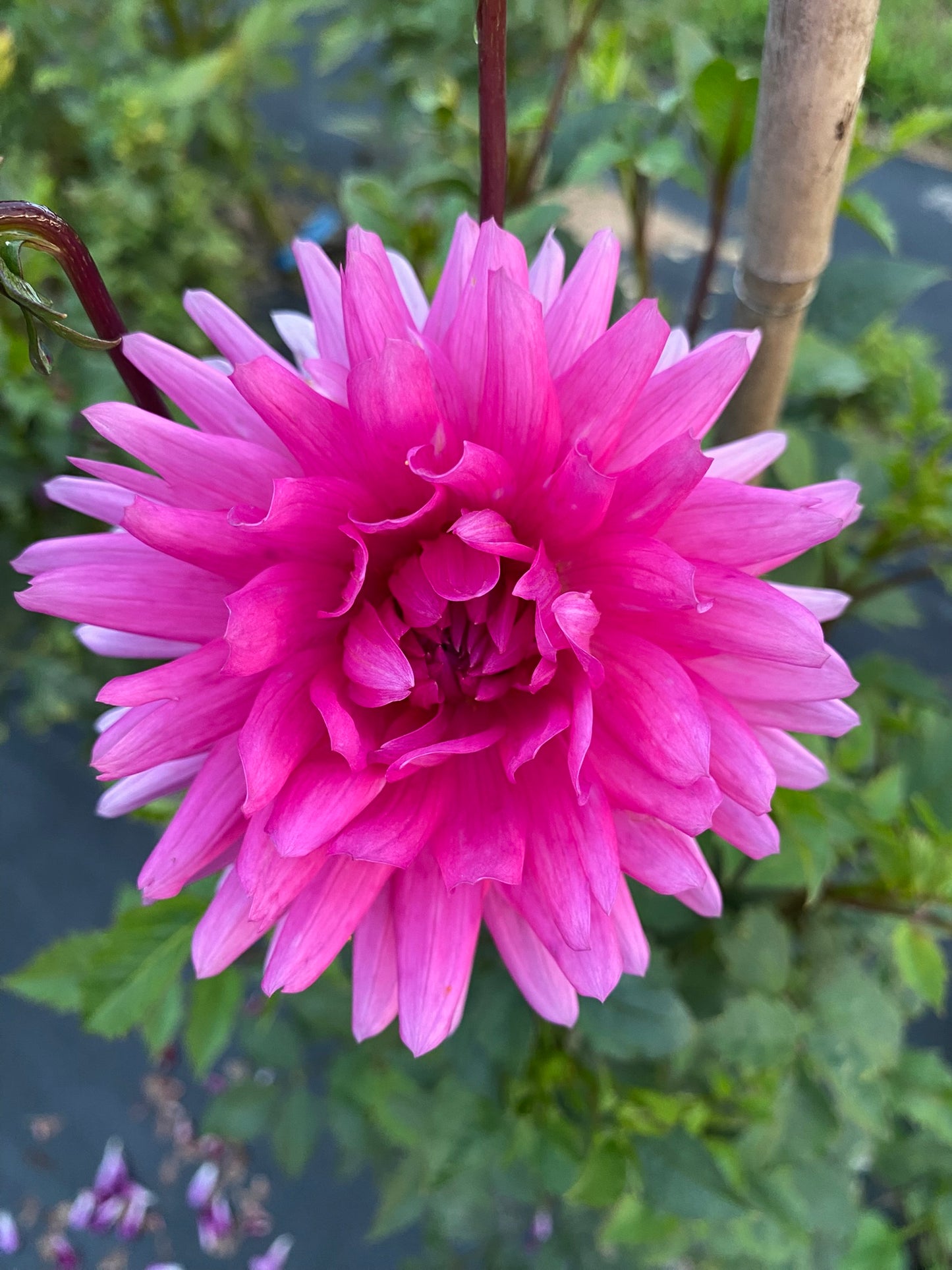 Bloomquist Laura Dahlia Tuber – Purple Informal Decorative, 5" Blooms