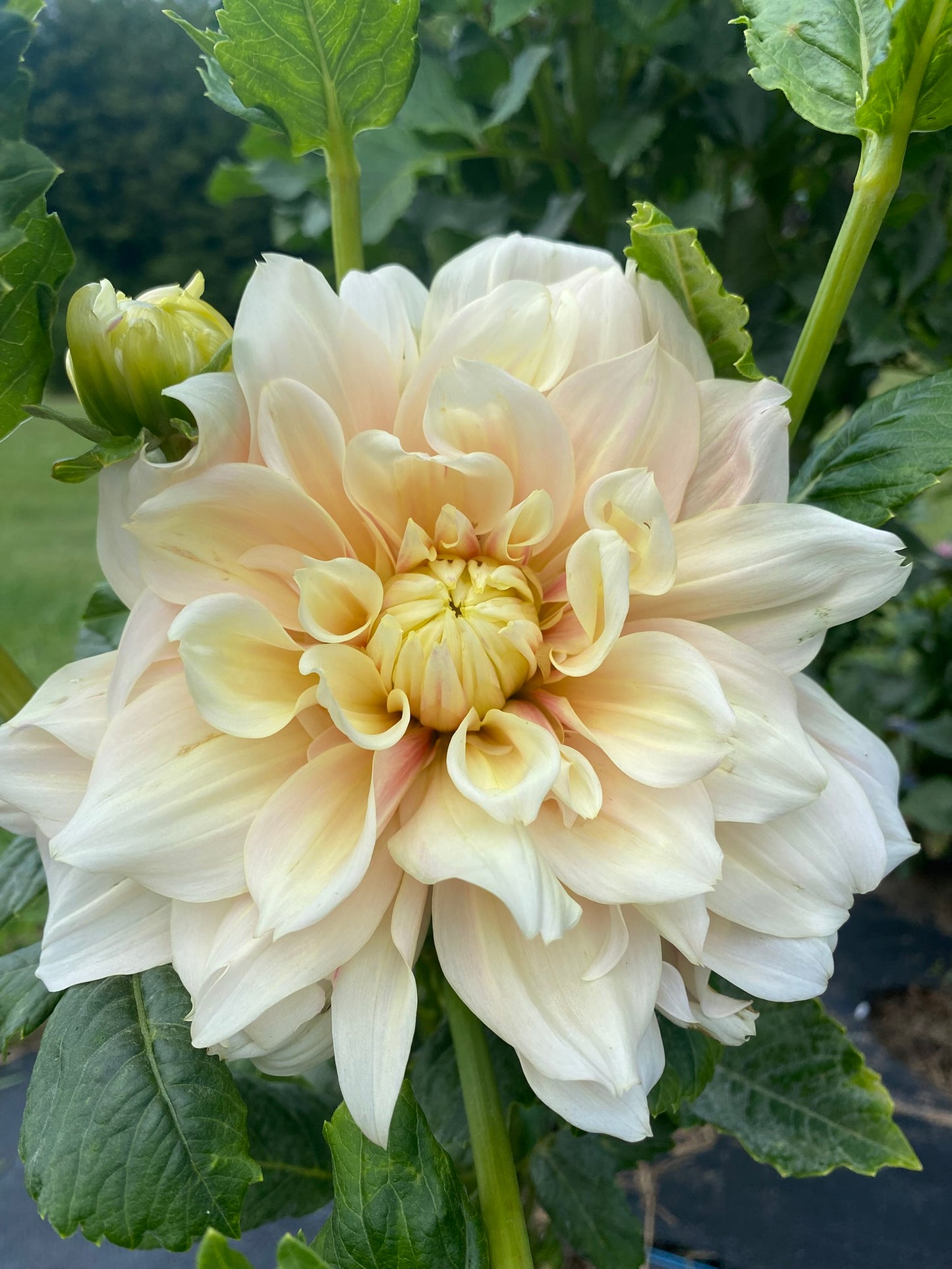Breakout Dahlia Tuber – Pink Informal Decorative, 7" Blooms