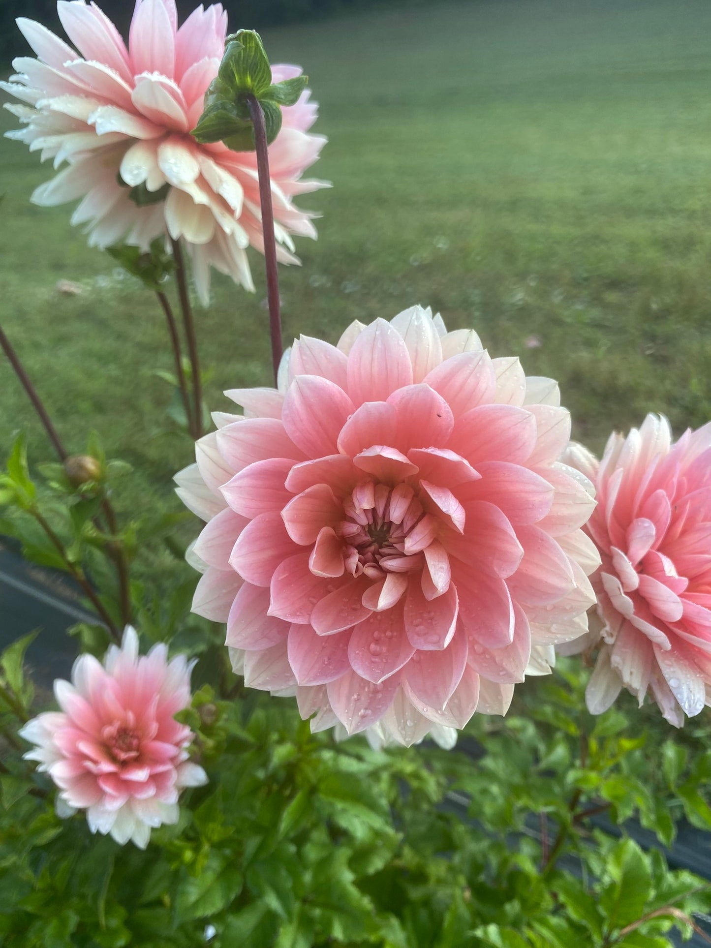 Carolina Wagemans Dahlia Tuber – Water Lily 6–8" Blooms