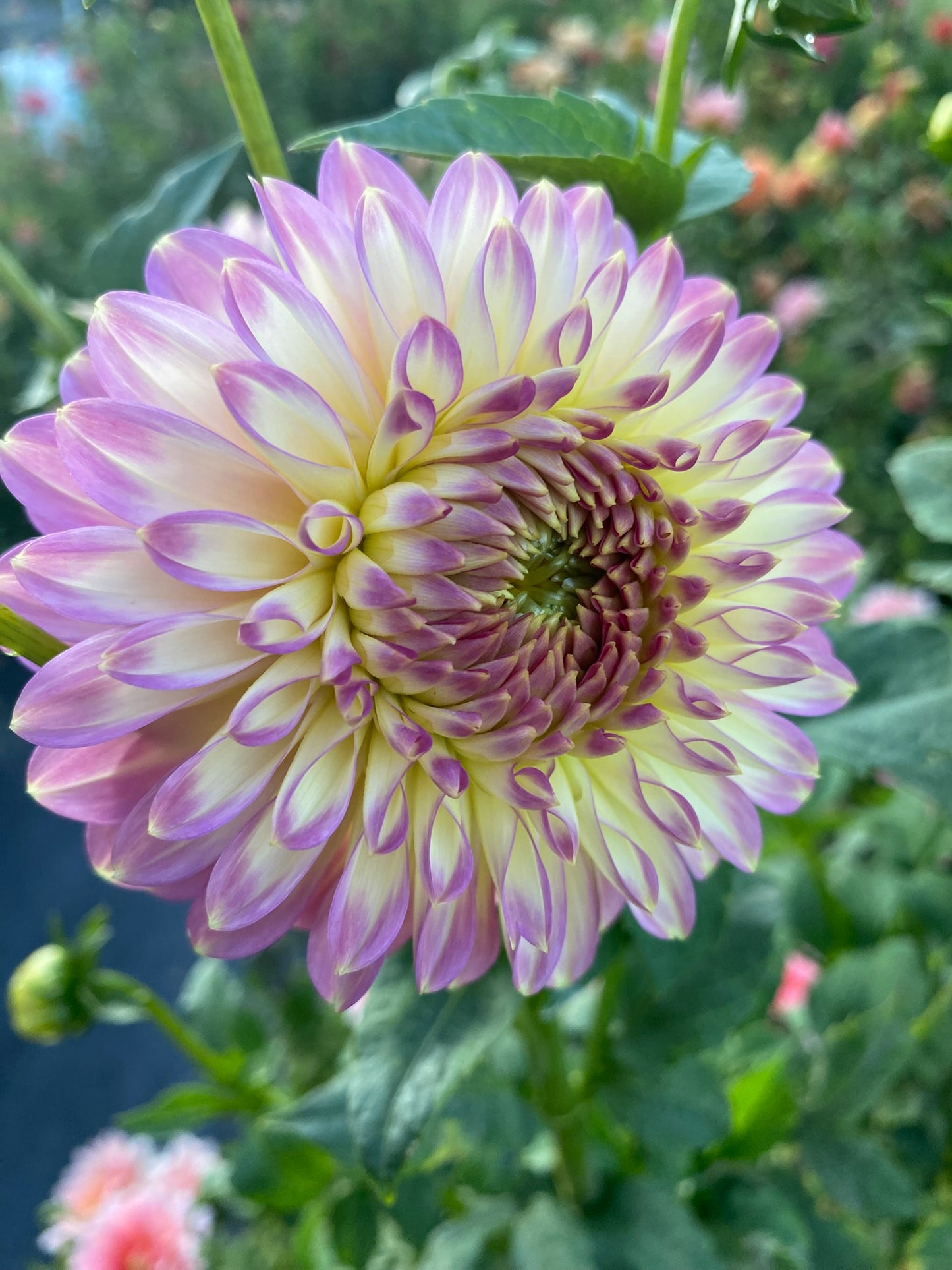 Crazy 4 Teedy Dahlia Tuber – Golden Yellow Formal Decorative, 4–5" Blooms, 3–4 ft