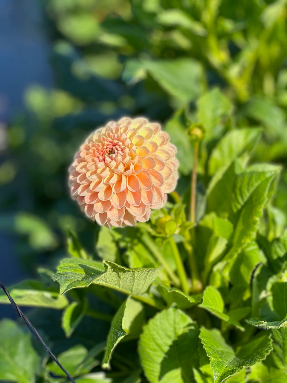 Crichton Honey Dahlia Tuber – Ball, Bronze Blend, 4" Blooms