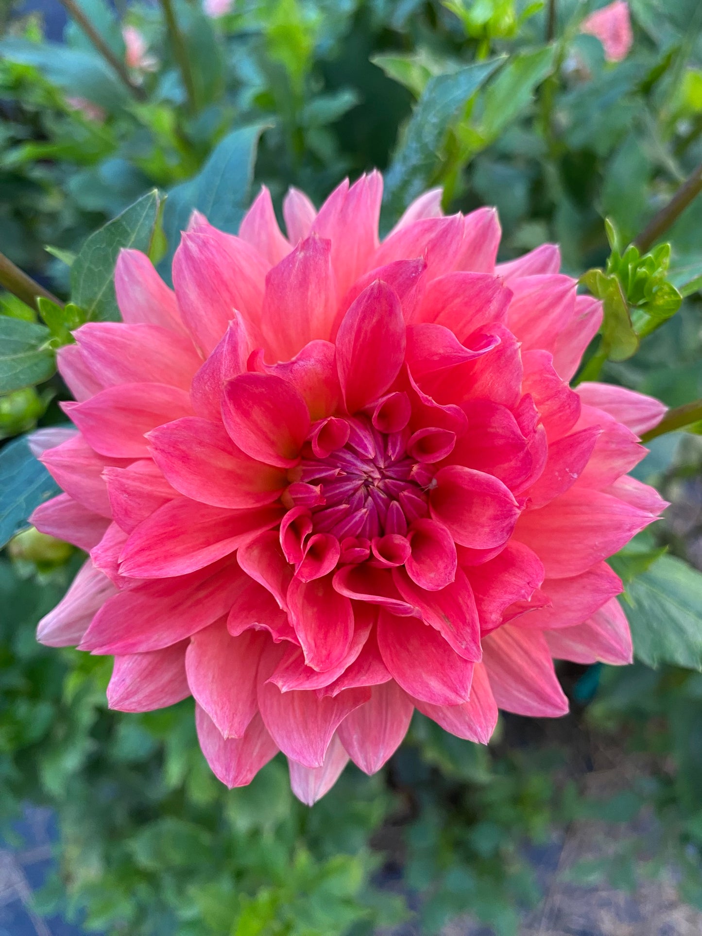 Pink dahlia flower with green leaves in the background