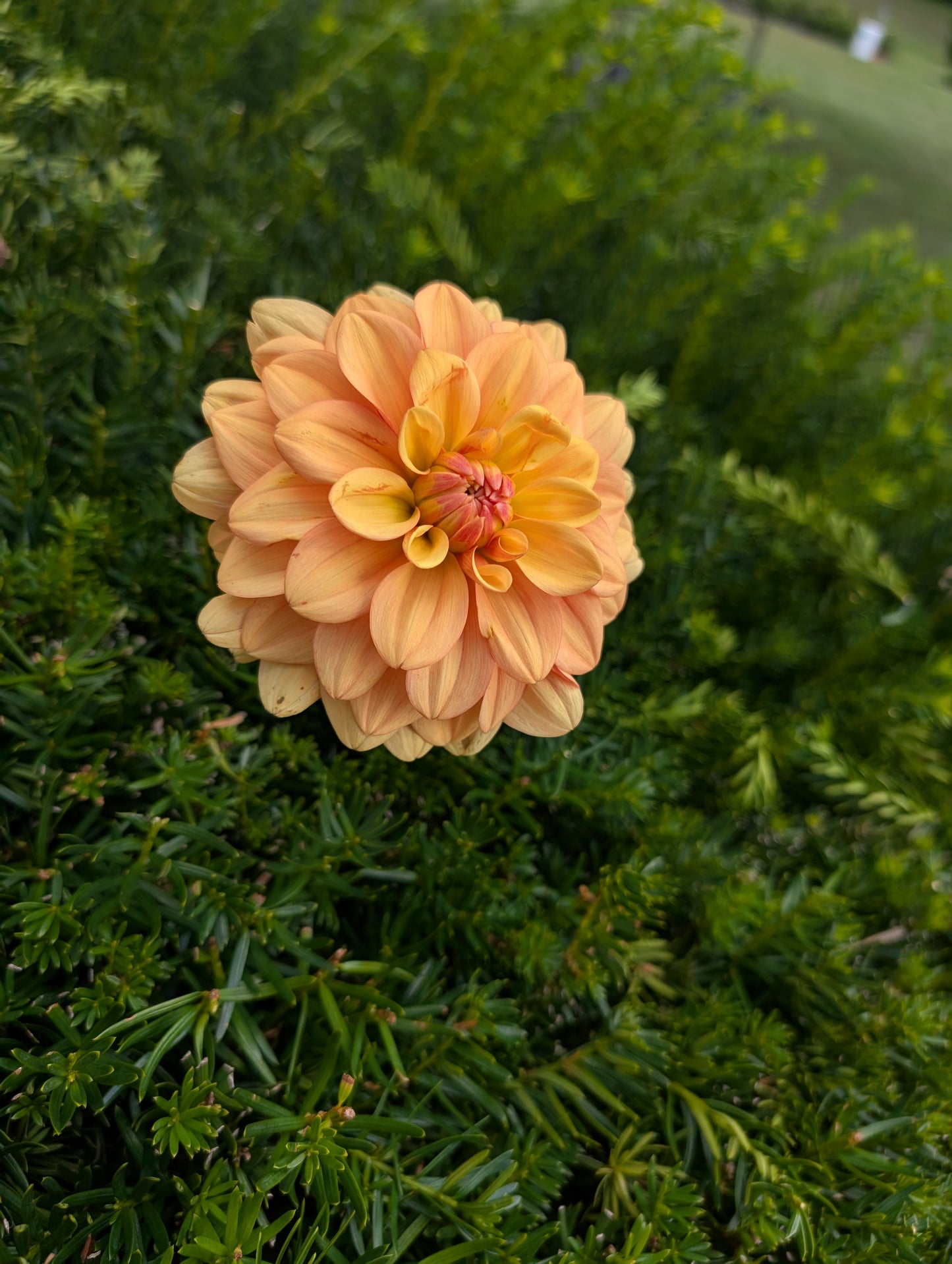 Peach-colored flower with green foliage in the background
