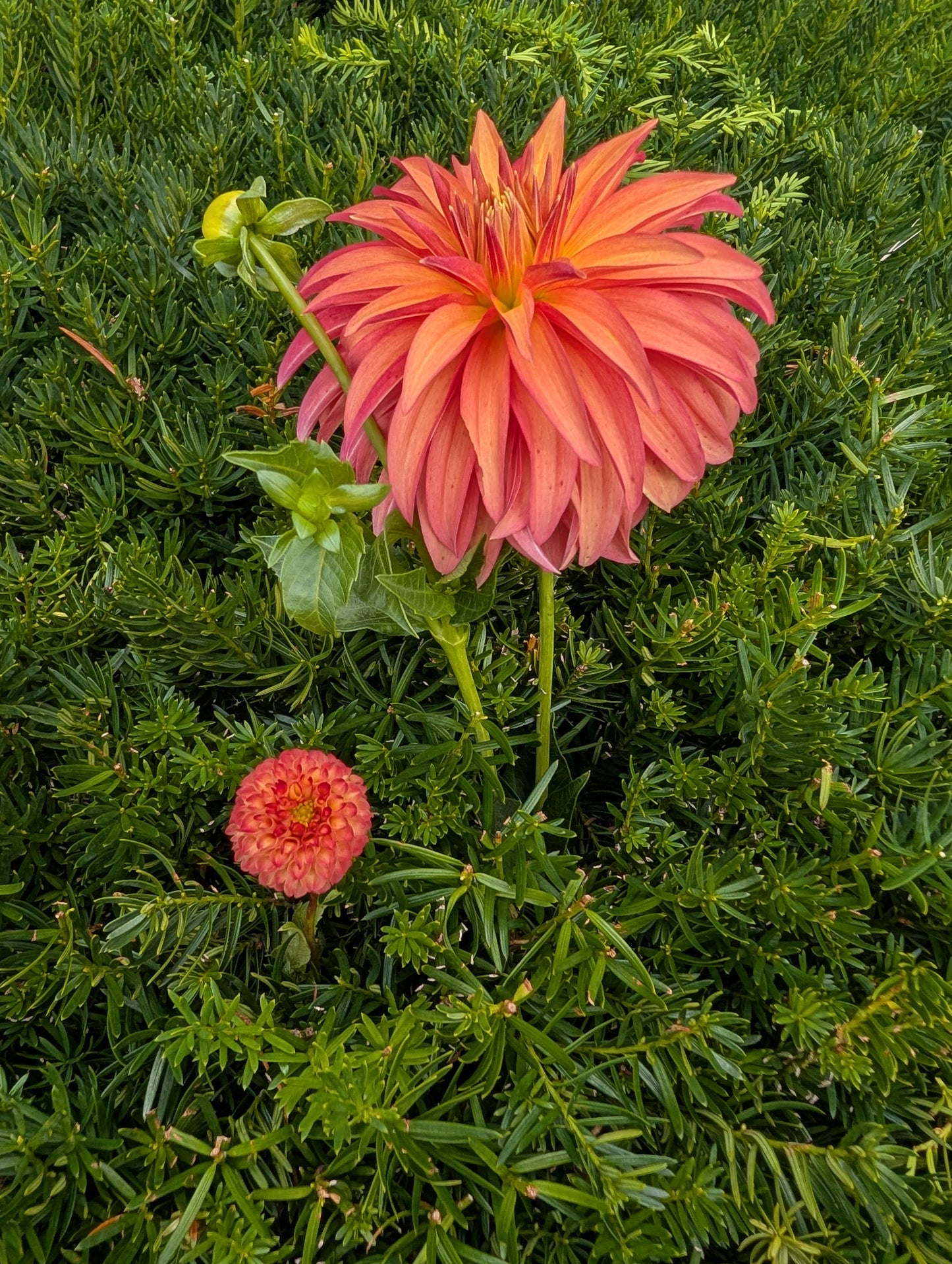 Ginger Willo Dahlia Tuber Pompon Dark Blend 1.5–2" Blooms