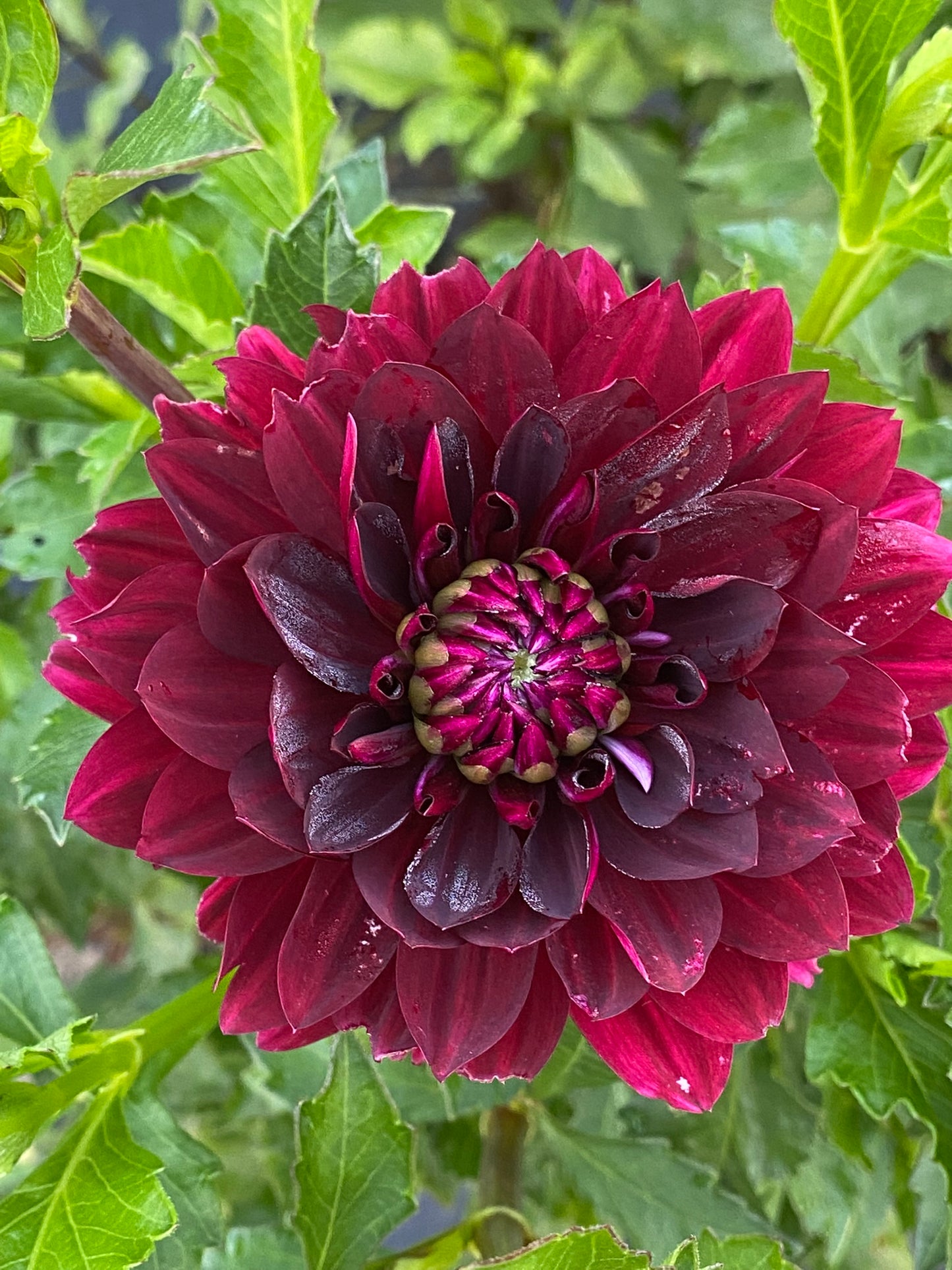 Hollyhill Black Widow Dahlia Tuber – Waterlily Dark Red Blend 5–7" Blooms