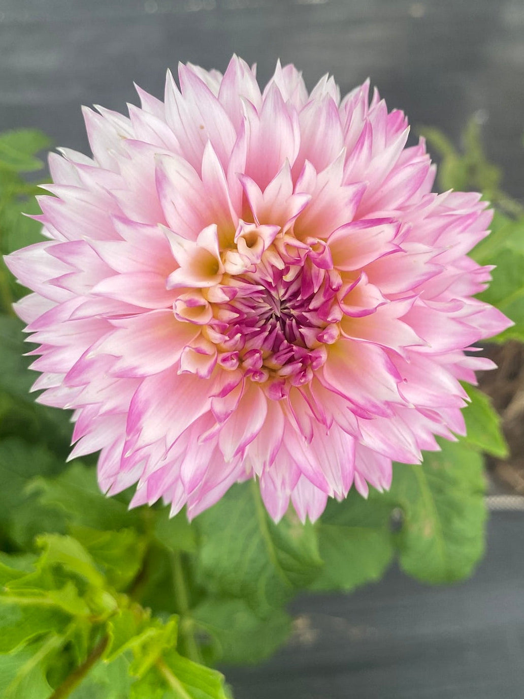 Pink flower with green leaves on a blurred background