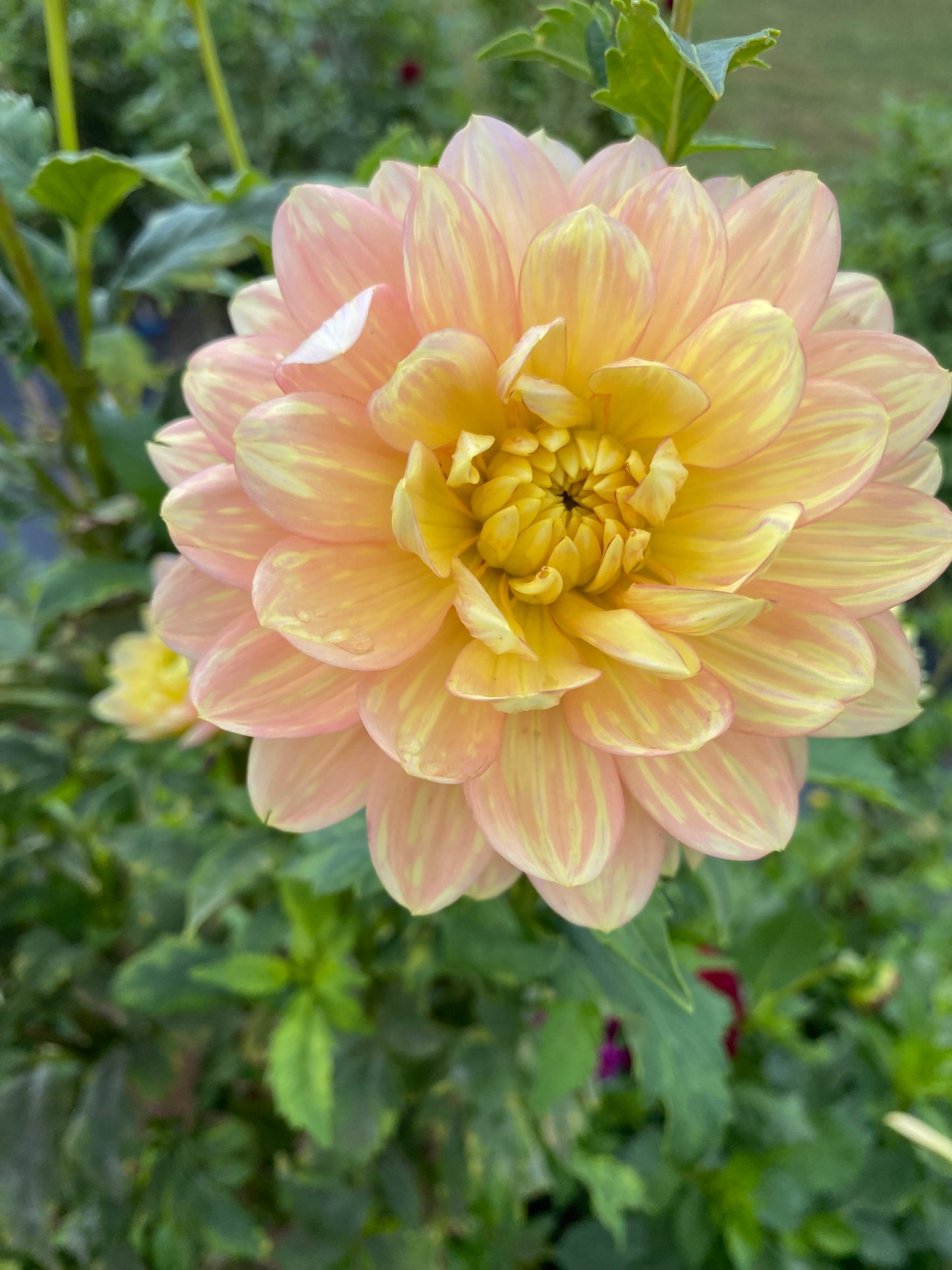 Hollyhill Serenity Dahlia Tuber – Waterlily, Light Blend, 4"-5" Blooms