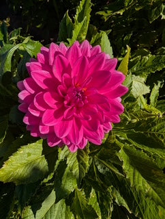 Pink flower with green leaves in the background