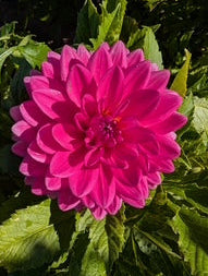 Pink flower with green leaves in the background