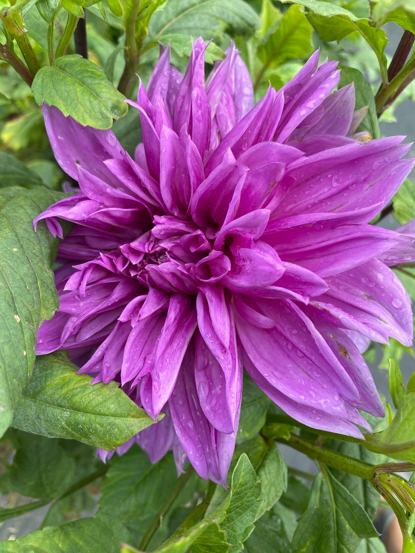 Lilac Time Dahlia Tuber – Formal Decorative, Lavender, 8" Blooms
