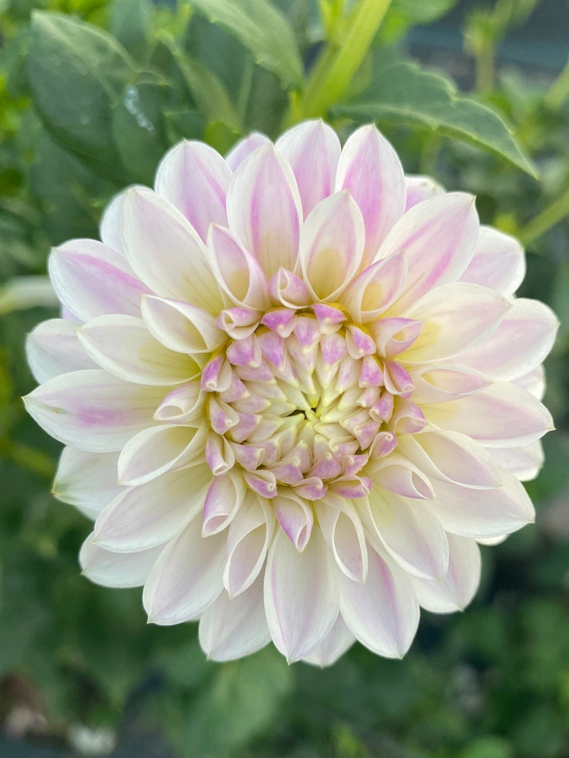 Tahoma Kelli Dahlia Tuber Formal Decorative Lavender 3-4" Blooms