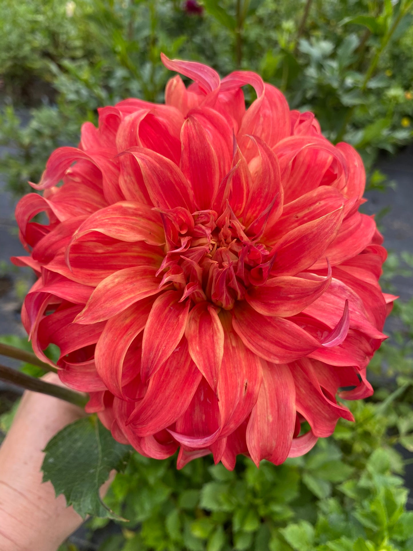 Bloomquist Jean Dahlia Tuber – Informal Decorative Orange 6" Blooms