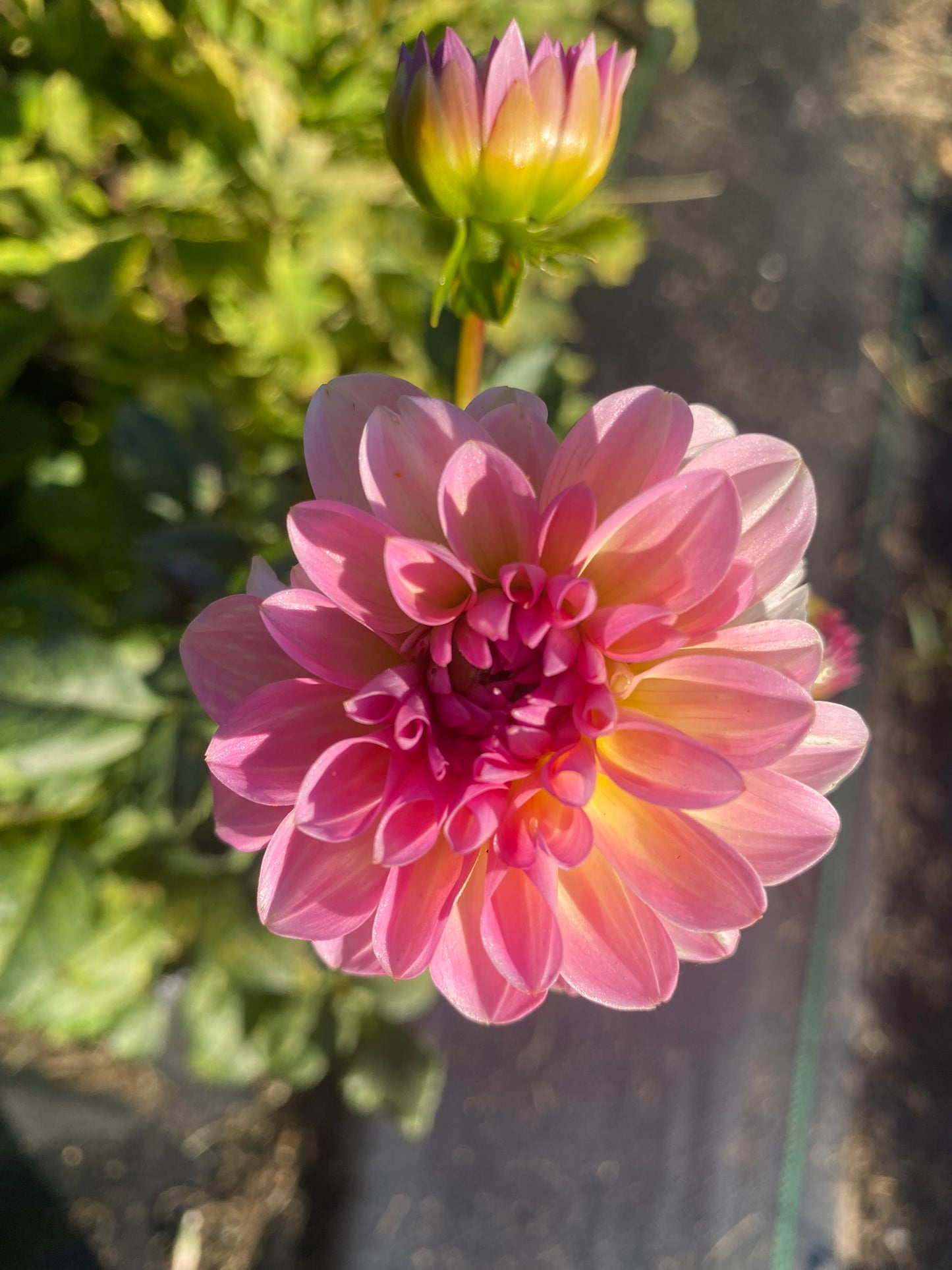 Esli Dahlia Tuber – Ball, Dark Pink Blend 3–4" Blooms