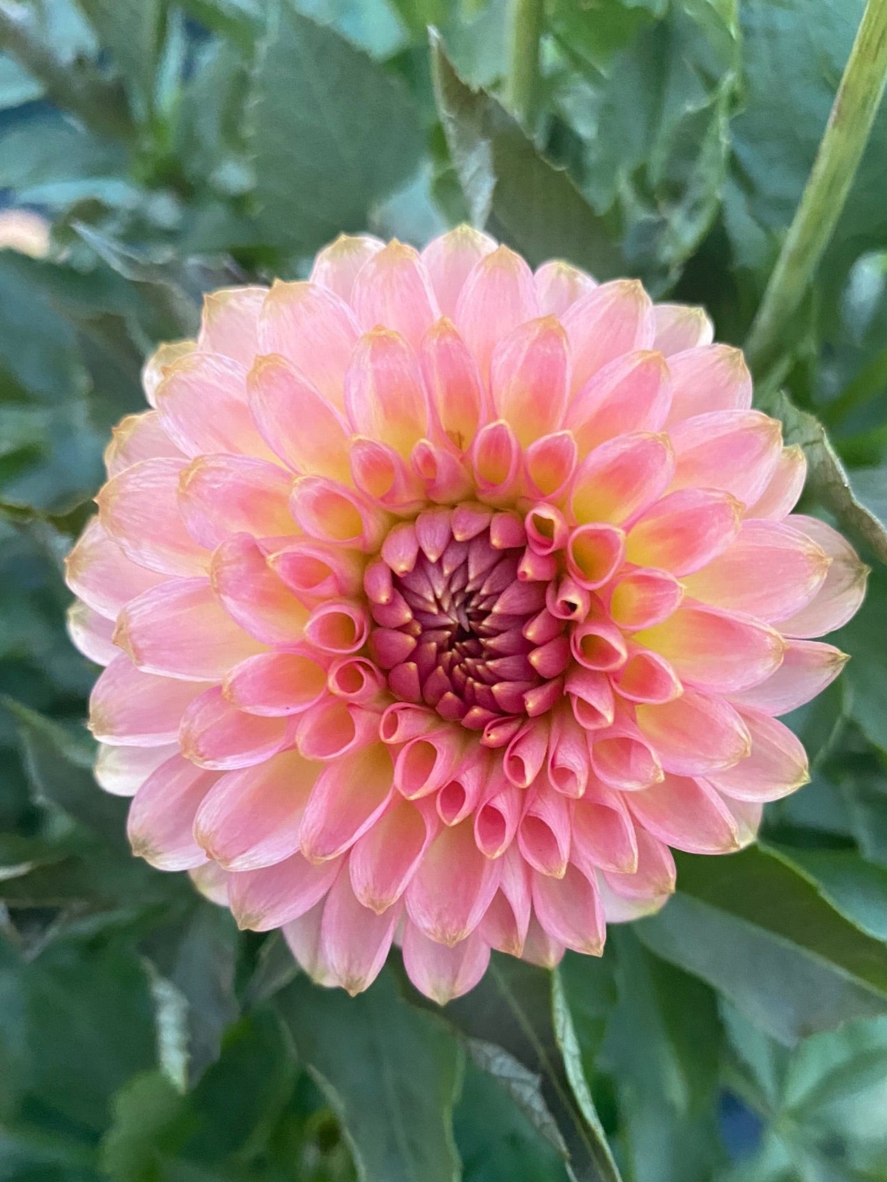 Pink flower with green leaves in the background