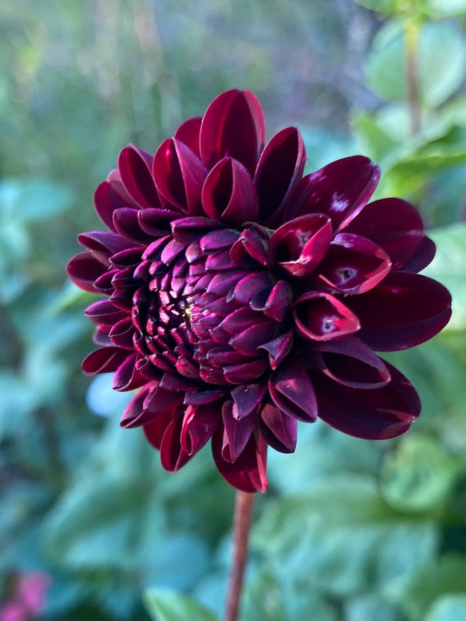 Dark purple flower with green leaves in the background