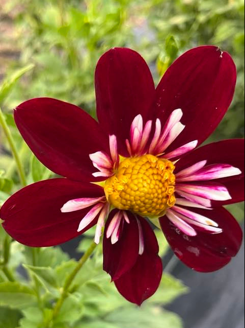 Close-up of a red and pink flower with a yellow center on a green plant background.
