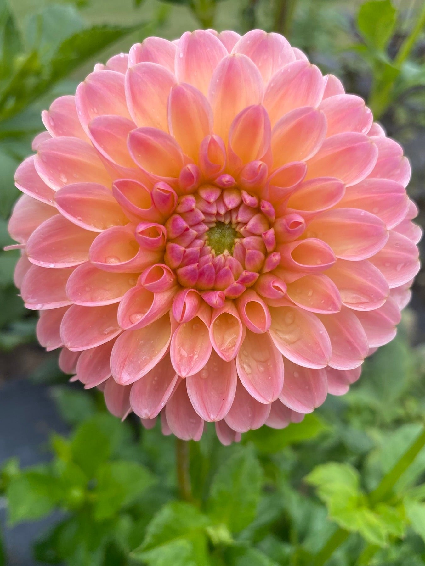 Close-up of a pink flower with green leaves in the background