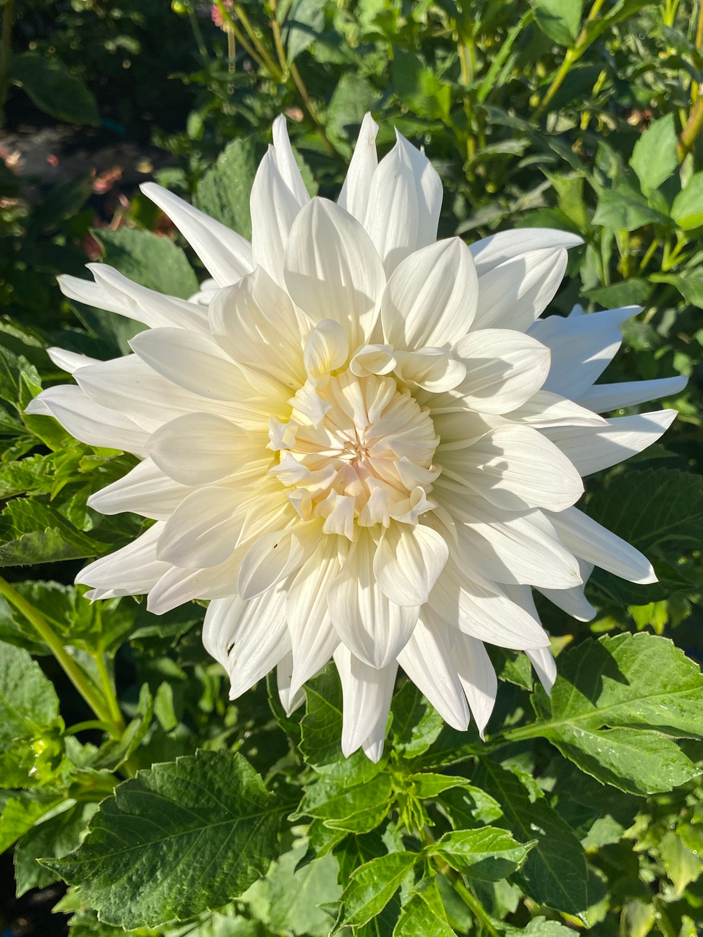 Roque Starburst Dahlia Tuber Semi-Cactus White 8–10" Blooms