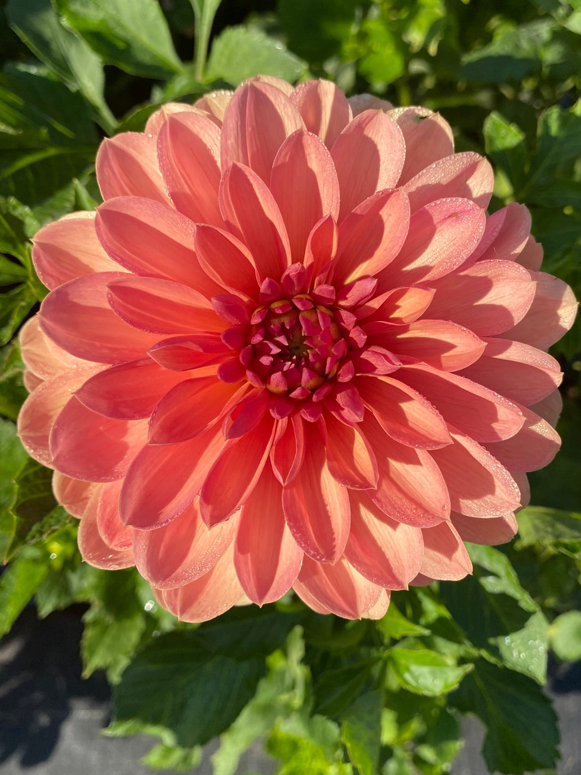 Large pink flower with green leaves in the background