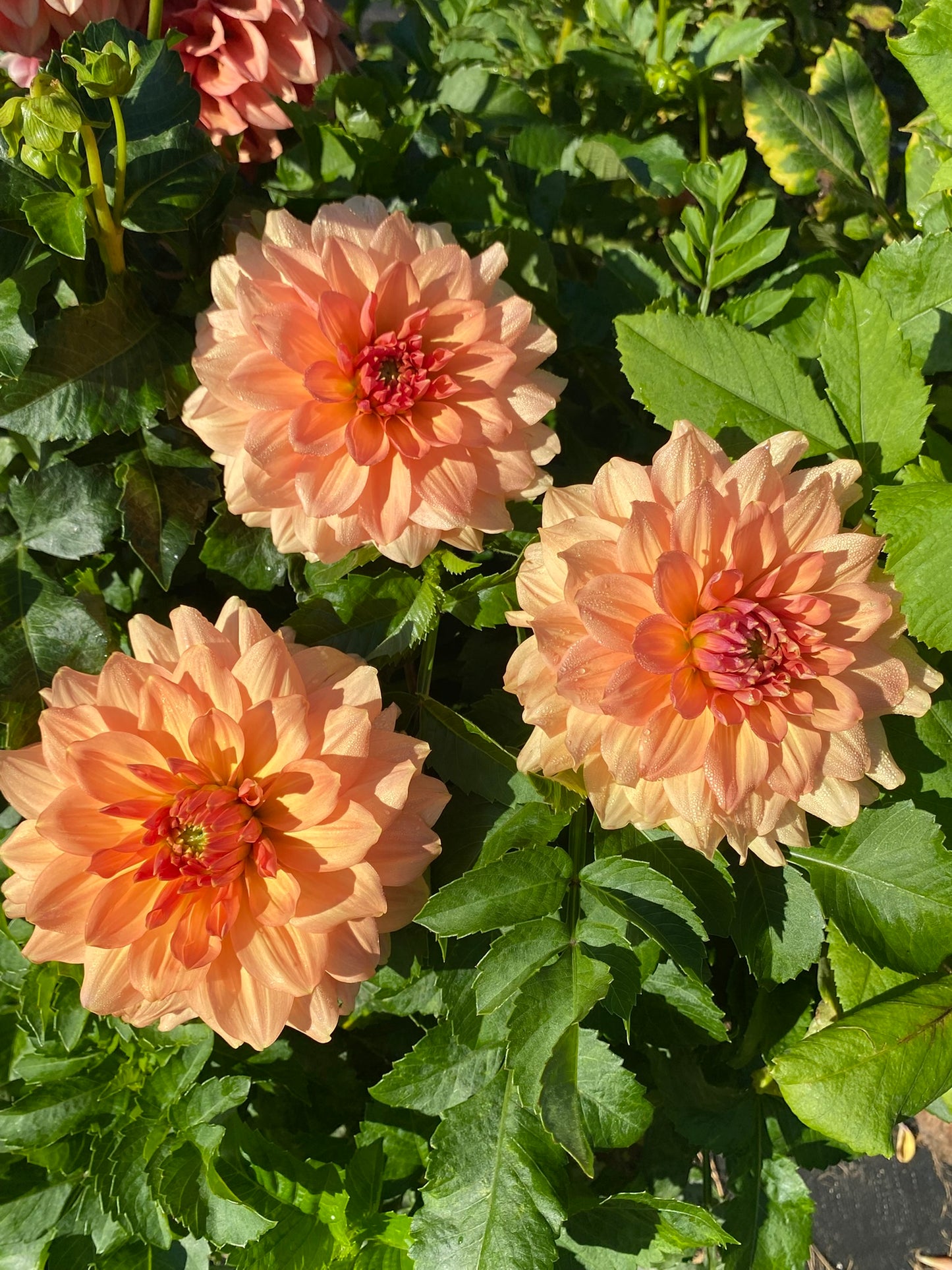 Peach Bud Dahlia Tuber – Formal Decorative Peach 4–6" Blooms