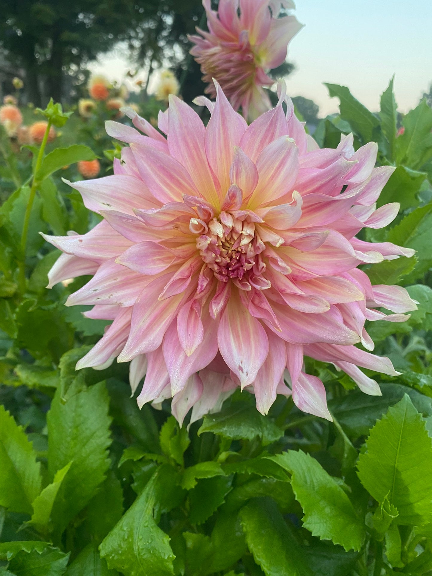 Penhill Watermelon Dahlia Tuber Giant Informal Decorative Light Blend 10–12" Blooms