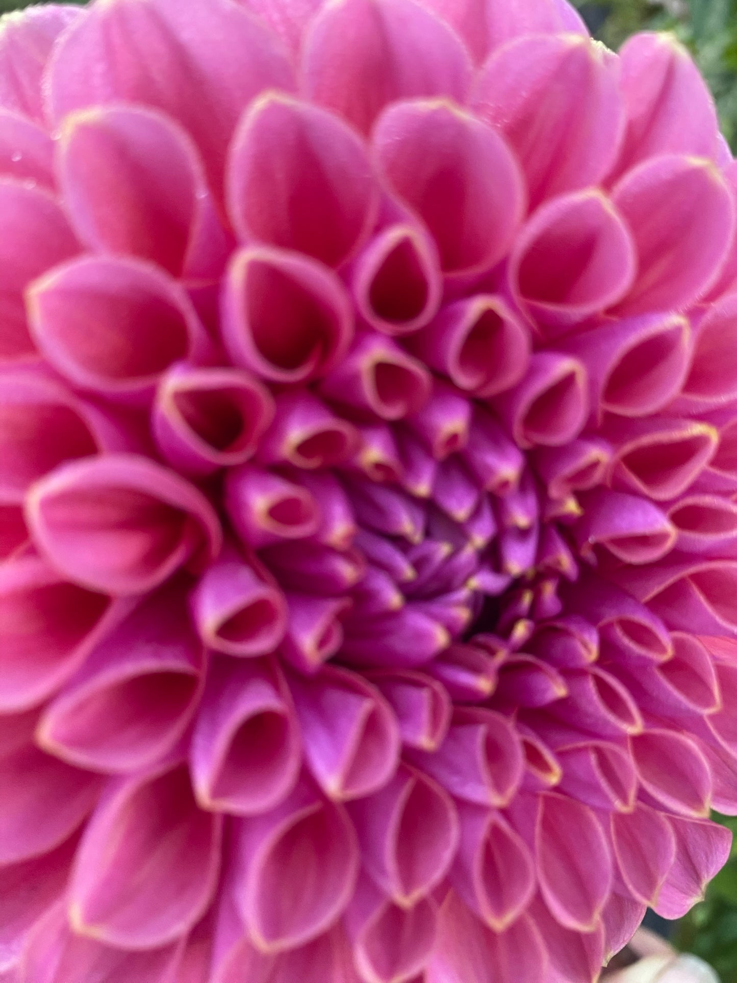 GC Pink Lemonade Dahlia Tuber Small Formal Decorative Pink 4–5" Blooms