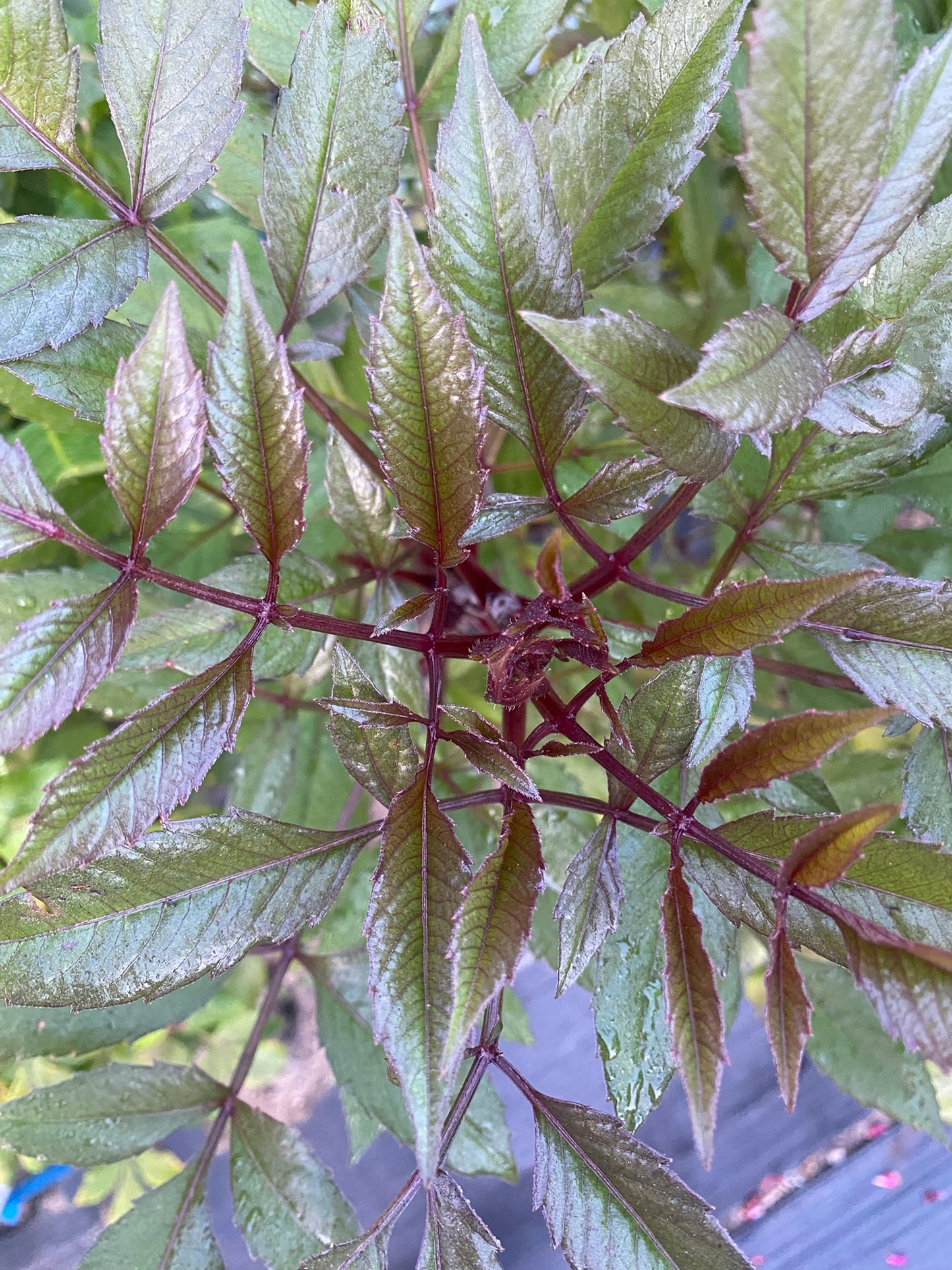 Black Jack Dahlia Tuber Semi Cactus Dark Red 6–8" Blooms