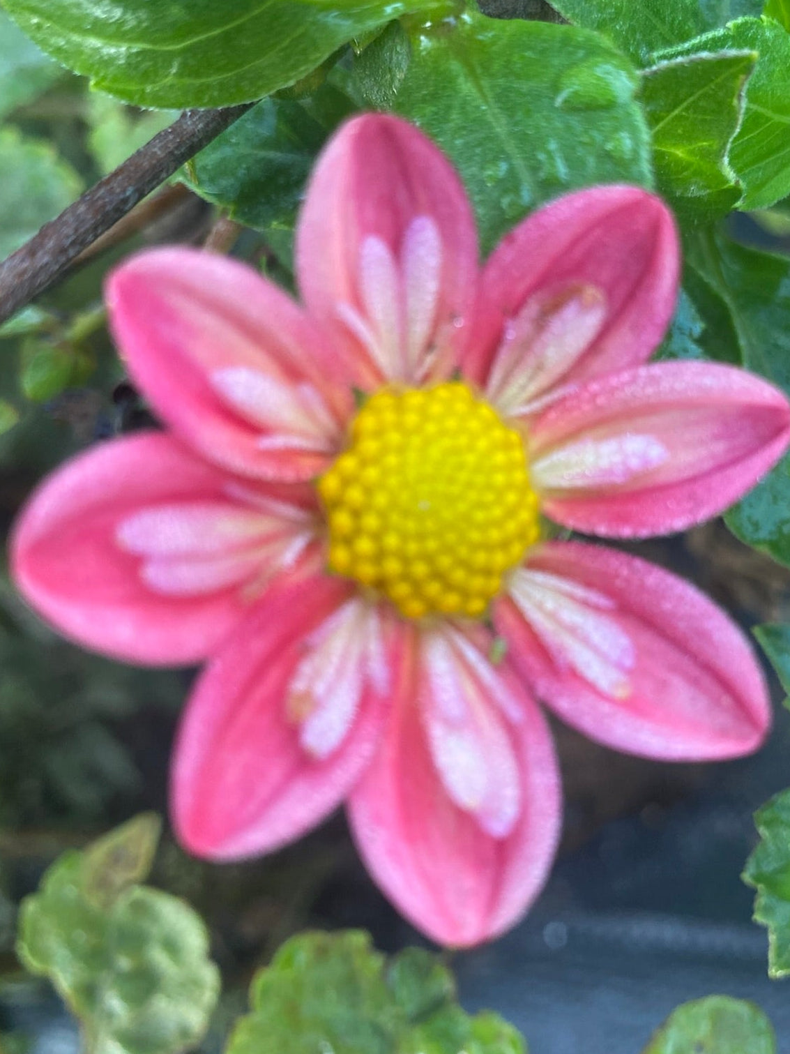 Pink flower with a yellow center surrounded by green leaves