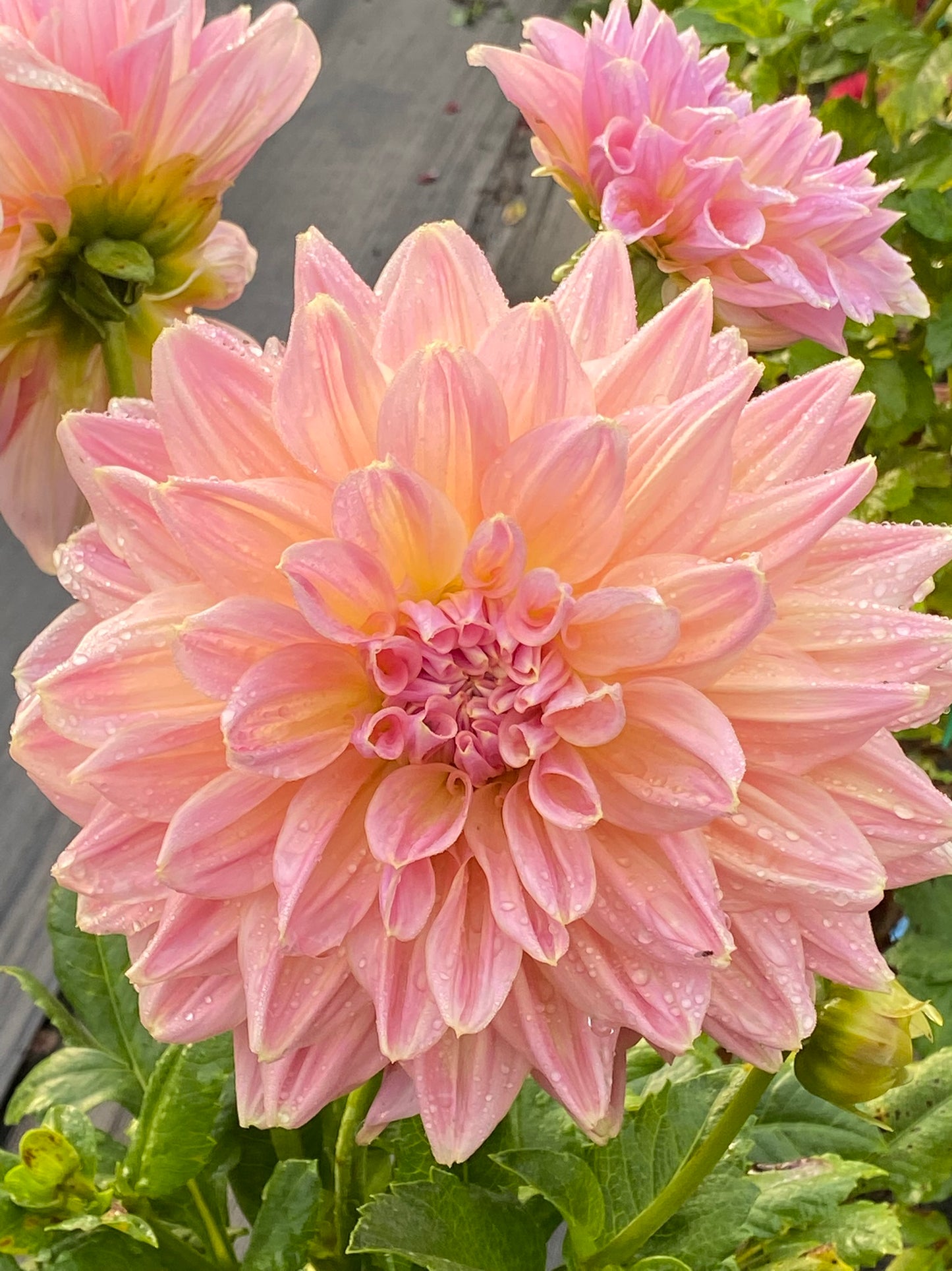 Mingus Philip Sr Dahlia Tuber Informal Decorative Light Blend 10–12" Blooms