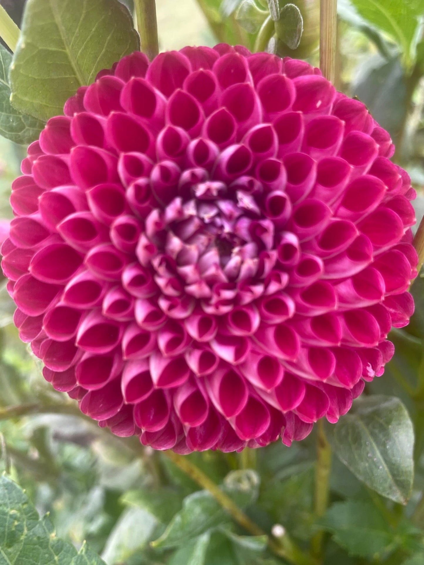 Close-up of a vibrant pink flower with green leaves in the background