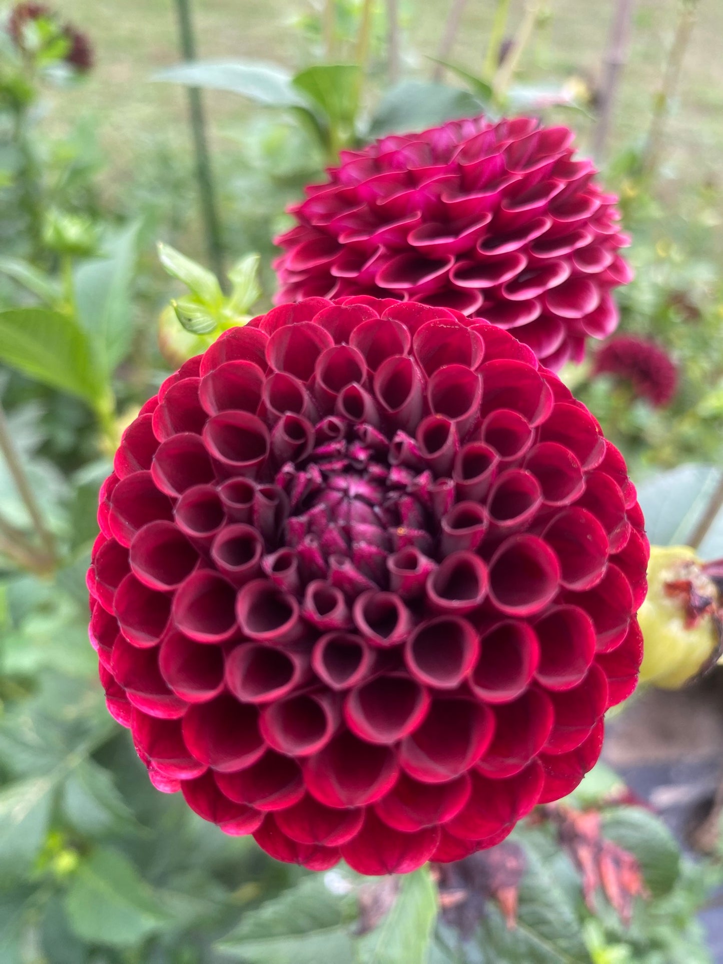 Hapet Granat Dahlia Tuber Miniature Ball Dark Red 2–3" Blooms